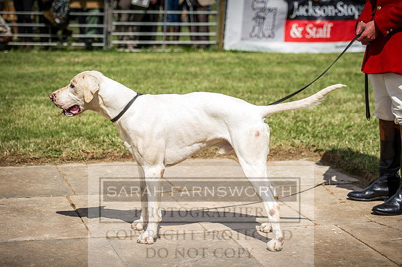 Honiton Hound Show 2016-119