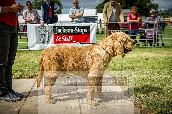 Honiton Hound Show 2016-162