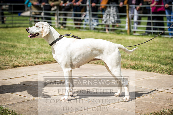 Honiton Hound Show 2016-114