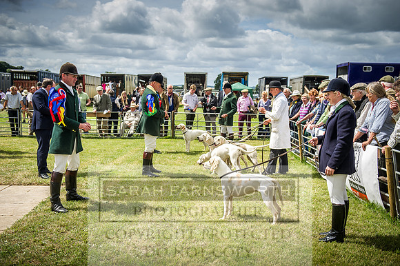 Honiton Hound Show 2016-127