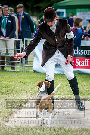 Honiton Hound Show 2016-72