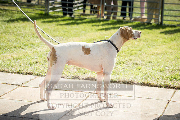 Honiton Hound Show 2016-245