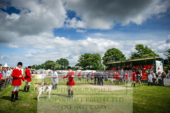 Honiton Hound Show 2016-155
