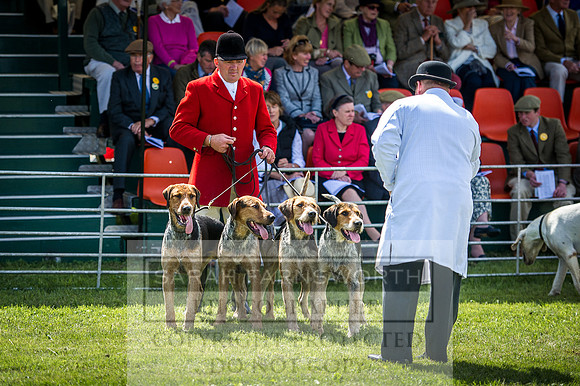 Honiton Hound Show 2016-87