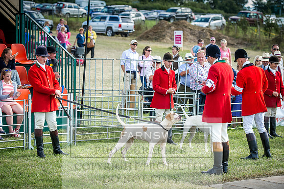 Honiton Hound Show 2016-242