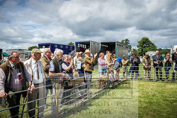 Honiton Hound Show 2016-143