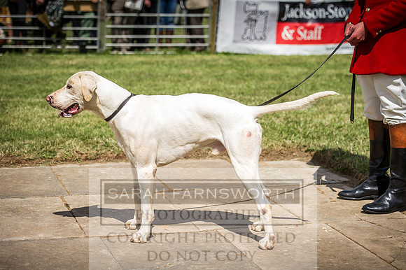 Honiton Hound Show 2016-120