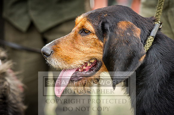 Honiton Hound Show 2016-206