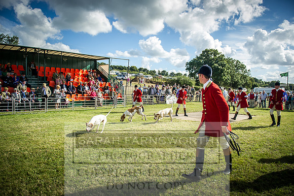 Honiton Hound Show 2016-258