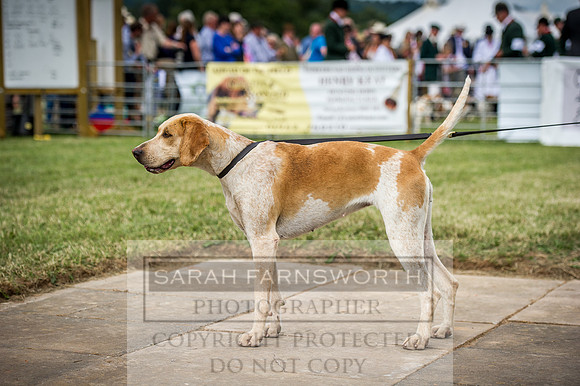 Honiton Hound Show 2016-203
