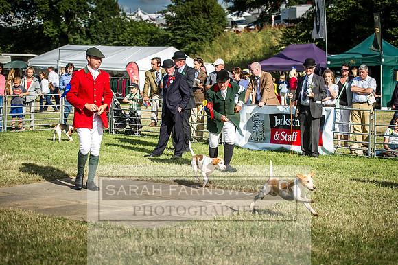 Honiton Hound Show 2016-254