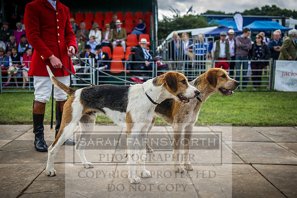 Honiton Hound Show 2016-56
