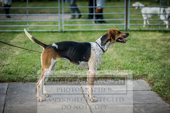 Honiton Hound Show 2016-82