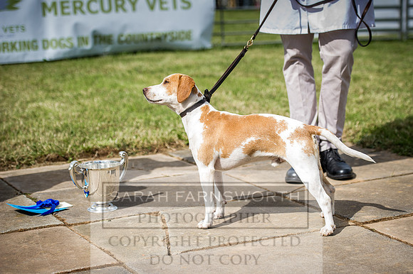 Honiton Hound Show 2016-38