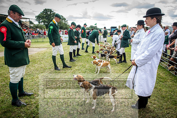 Honiton Hound Show 2016-201