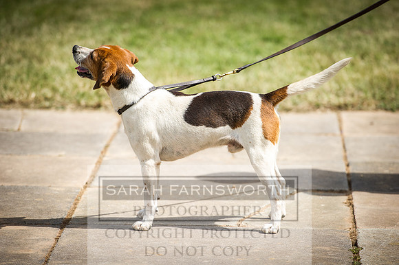 Honiton Hound Show 2016-113