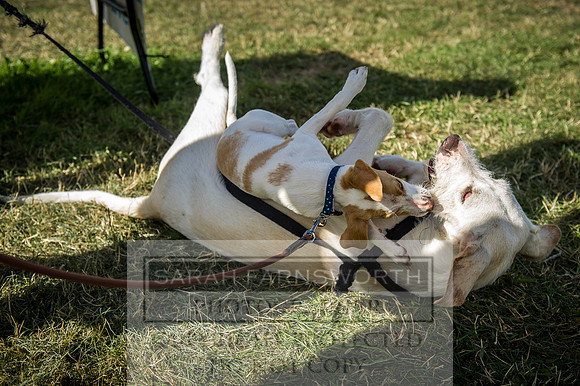 Honiton Hound Show 2016-227
