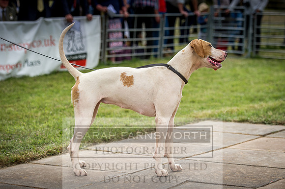 Honiton Hound Show 2016-160