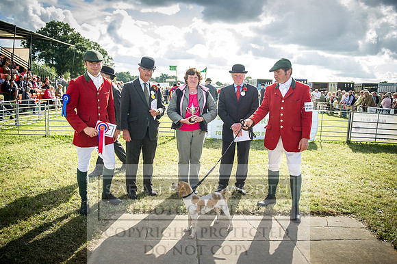 Honiton Hound Show 2016-264