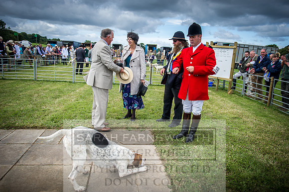 Honiton Hound Show 2016-39