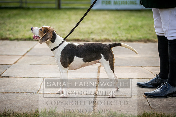 Honiton Hound Show 2016-150