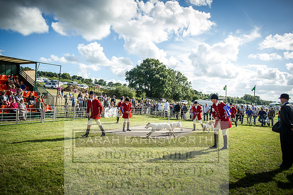 Honiton Hound Show 2016-255