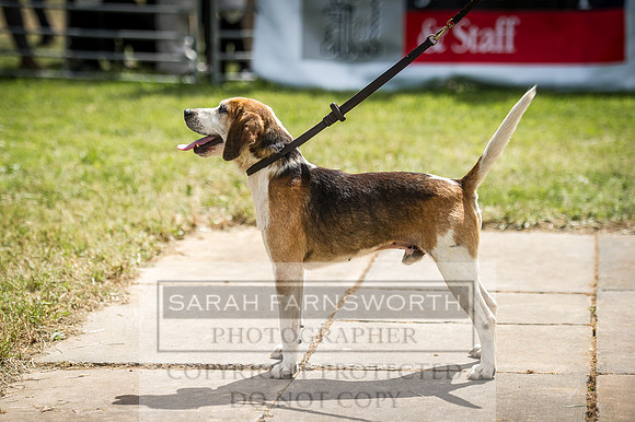 Honiton Hound Show 2016-124