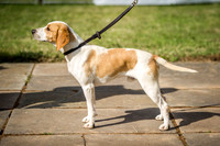 Honiton Hound Show 2016-11