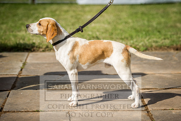 Honiton Hound Show 2016-11