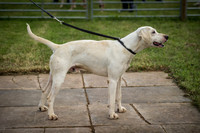 Honiton Hound Show 2016-17