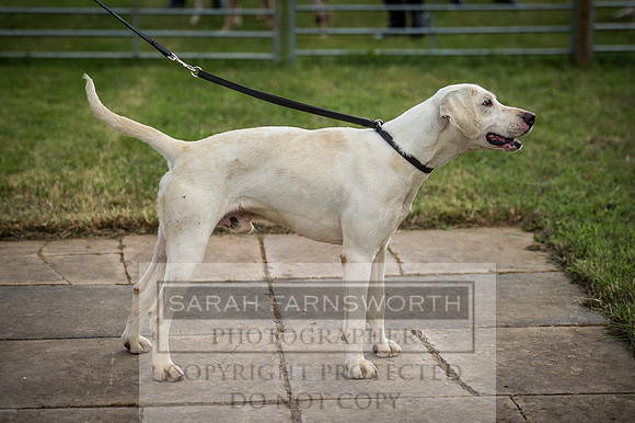 Honiton Hound Show 2016-17