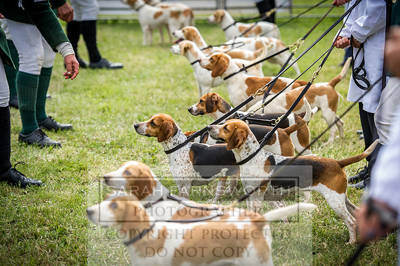 Honiton Hound Show 2016-202