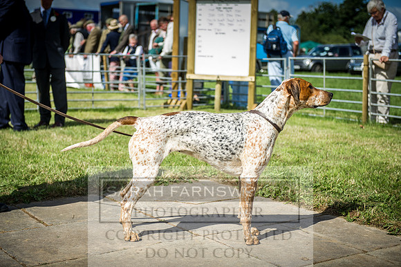Honiton Hound Show 2016-69