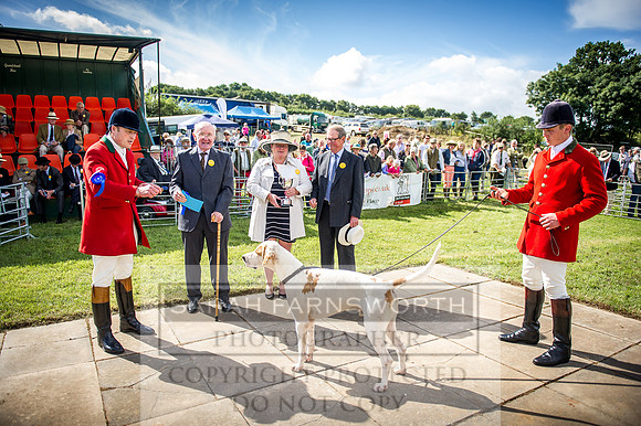 Honiton Hound Show 2016-30