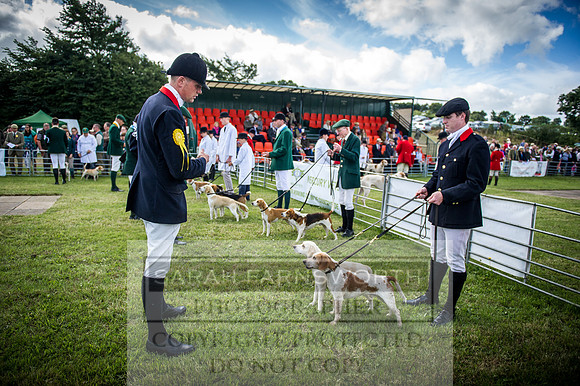 Honiton Hound Show 2016-24