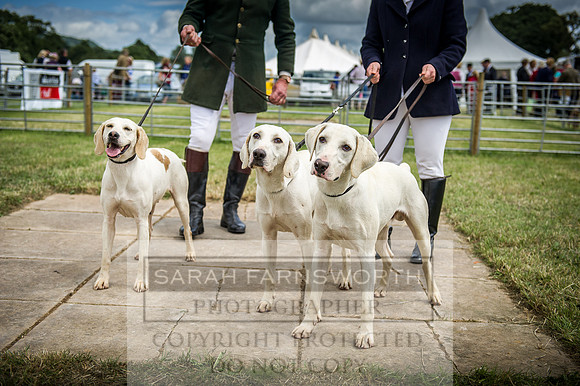 Honiton Hound Show 2016-125