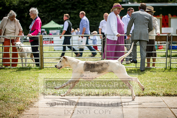 Honiton Hound Show 2016-148