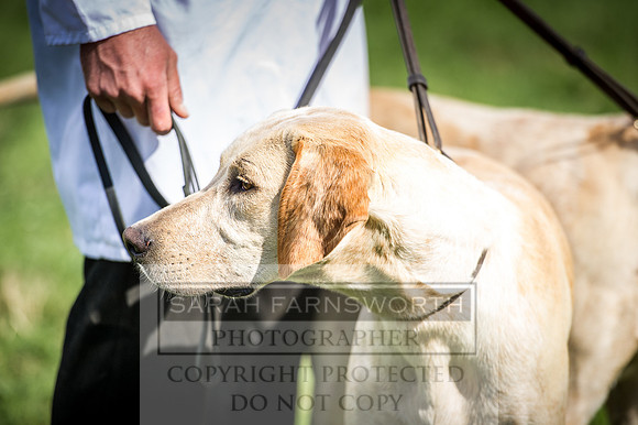 Honiton Hound Show 2016-25