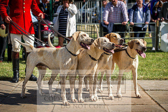 Honiton Hound Show 2016-225