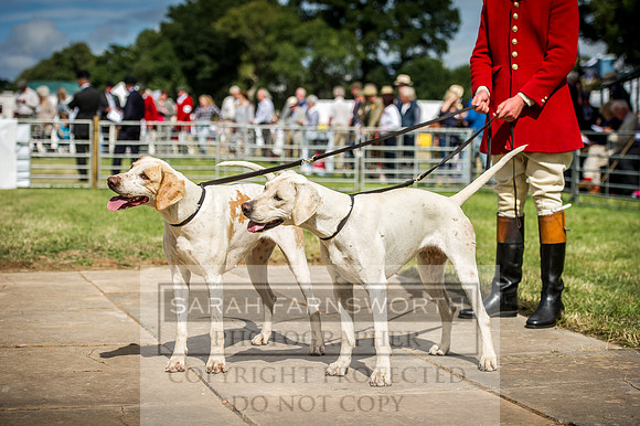 Honiton Hound Show 2016-220