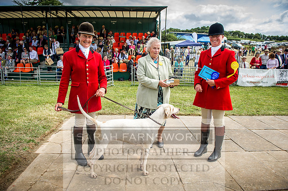 Honiton Hound Show 2016-182