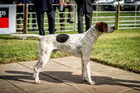 Honiton Hound Show 2016-14