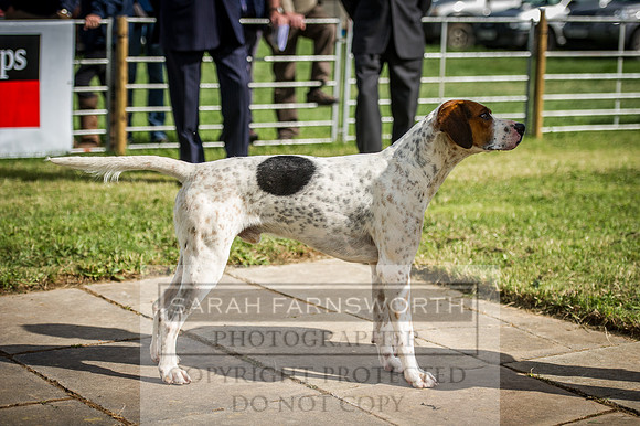 Honiton Hound Show 2016-14