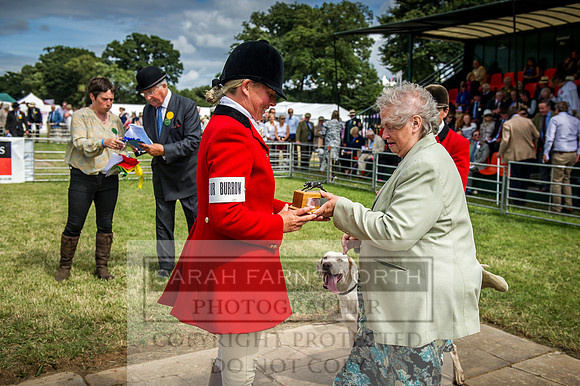 Honiton Hound Show 2016-180