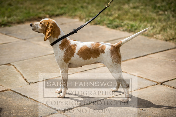 Honiton Hound Show 2016-176