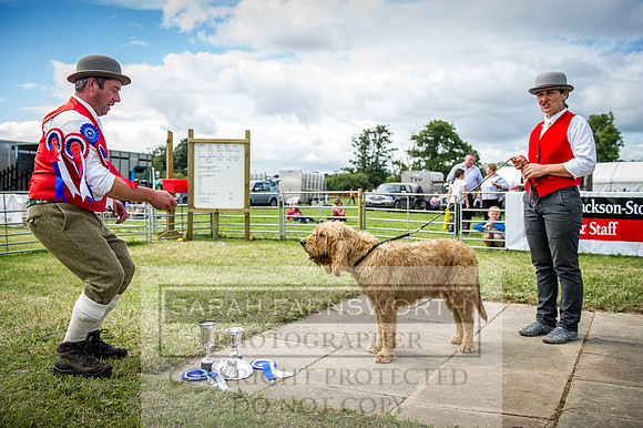 Honiton Hound Show 2016-193