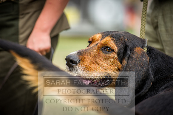 Honiton Hound Show 2016-205