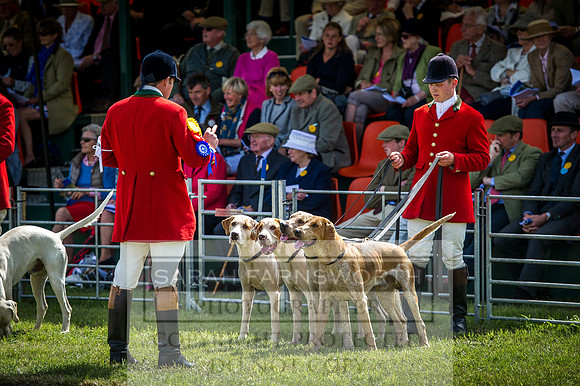 Honiton Hound Show 2016-90