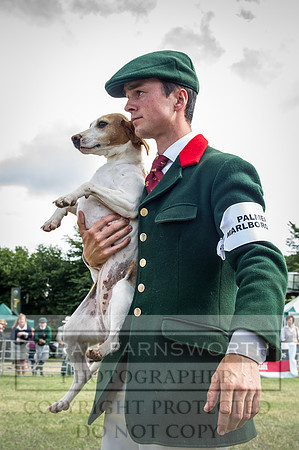 Honiton Hound Show 2016-222