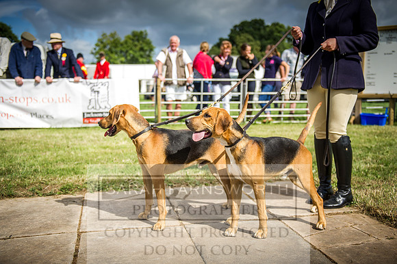 Honiton Hound Show 2016-36